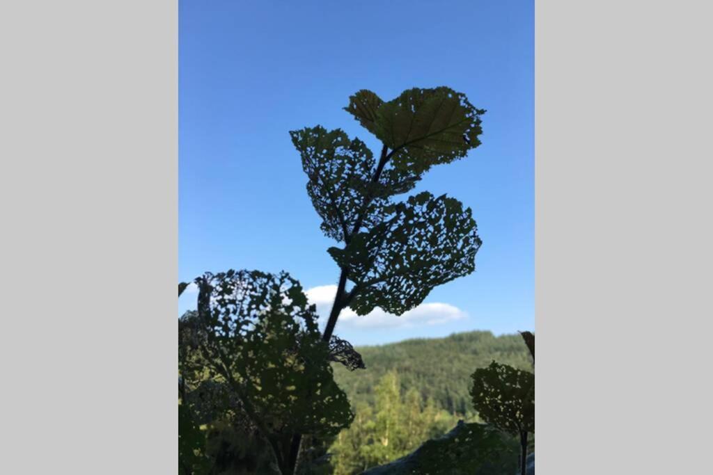 Gite Authentic Ardenne Vresse-sur-Semois Εξωτερικό φωτογραφία